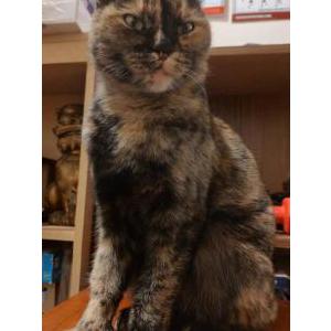 Found Cat Unknown