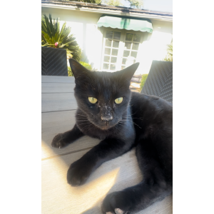 Lost Cat Sho