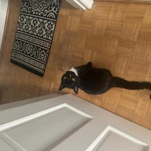 Lost Cat Twilight