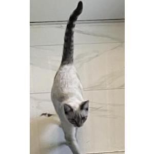 Lost Cat Spark