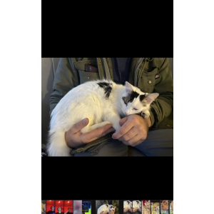 Lost Cat Kion