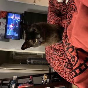 Lost Cat Caruso