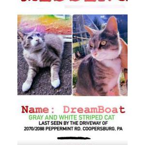 Image of Dreamboat, Lost Cat