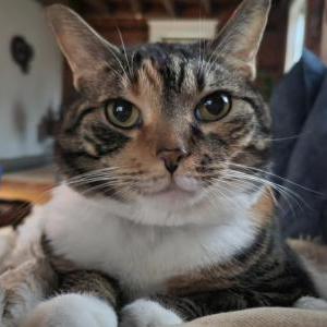 Lost Cat Gemma
