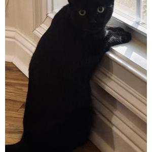 Lost Cat Joe