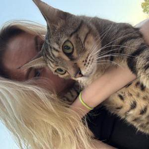 Lost Cat Solis
