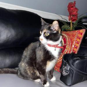 Lost Cat Nala