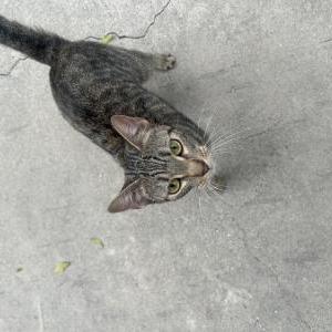 Found Cat Unknown