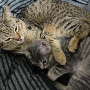 Image of Lucky, Lost Cat