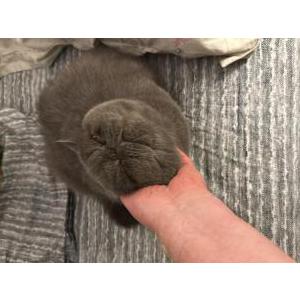 Lost Cat Potap
