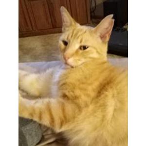 Lost Cat ZEKE