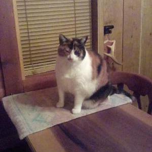 Lost Cat Shiloh