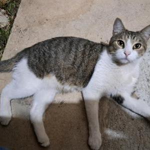 Found Cat Oliver