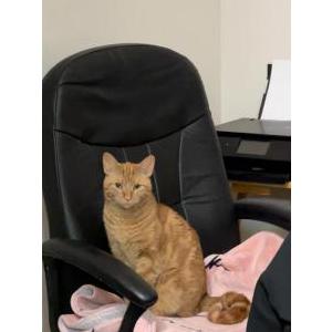 Lost Cat Goose