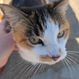 Found Cat Unknown