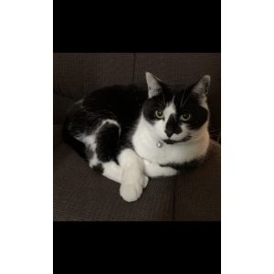 Lost Cat Tuxie