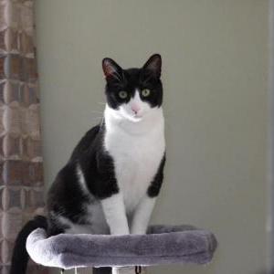 Lost Cat Tucker
