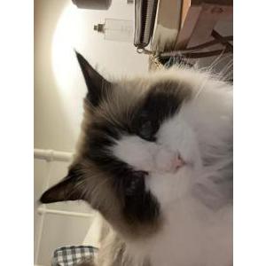 Image of Luna, Lost Cat