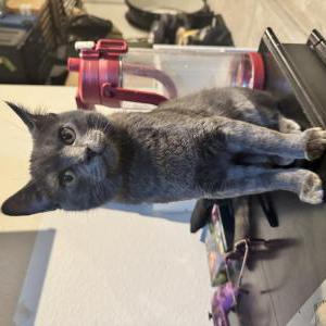 Lost Cat Killua