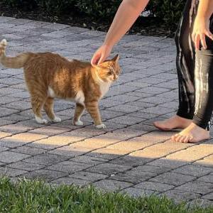 Found Cat Unknown