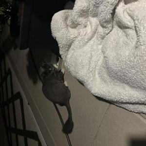 Image of Unsure, Found Cat