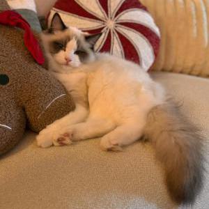 Lost Cat Cruz