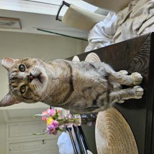 Lost Cat Aden