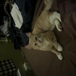 Found Cat Unknown