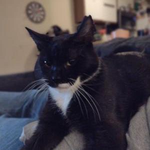 Image of Tux, Lost Cat