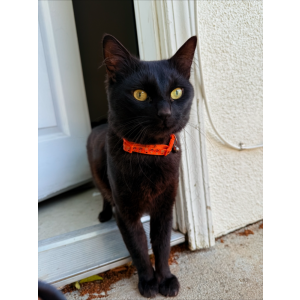 Lost Cat Biscuit