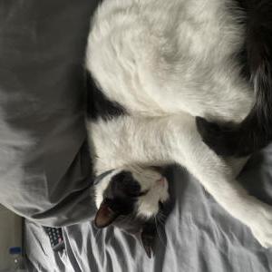 Image of Sugar, Lost Cat