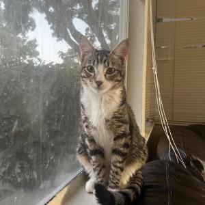 Lost Cat soni