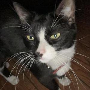 Lost Cat Nyx