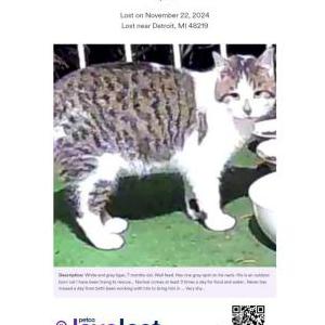 Lost Cat Spot