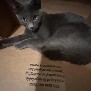 Lost Cat Smokey