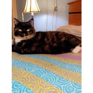 Lost Cat Forza