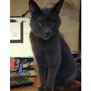 Lost Cat Ash