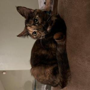 Lost Cat Ms. Chievous