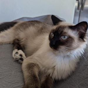 Lost Cat Stella