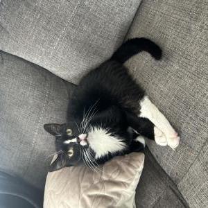 Lost Cat Xochitl