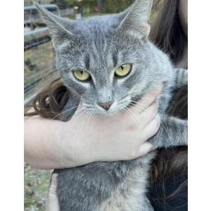 Found Cat Unknown