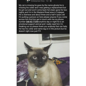 Lost Cat Ghostie