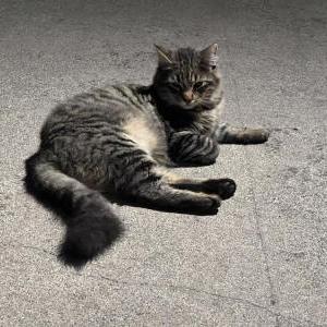 Found Cat Unknown