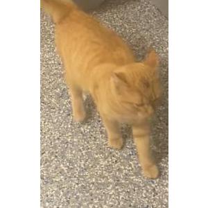 Found Cat unknown
