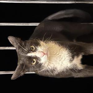 Lost Cat Tapas
