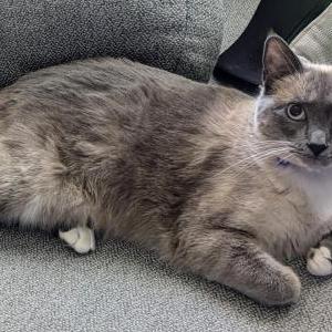 Lost Cat Sparkles