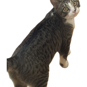 Image of Moozie, Lost Cat