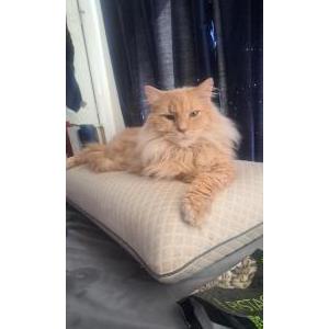 Lost Cat Kovu/Avery