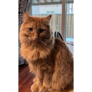 2nd Image of Kovu/Avery, Lost Cat