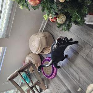 Lost Cat Sherlock